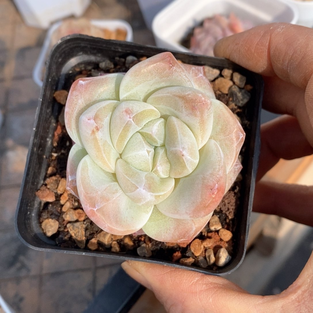 精品多肉一物一拍不包整135