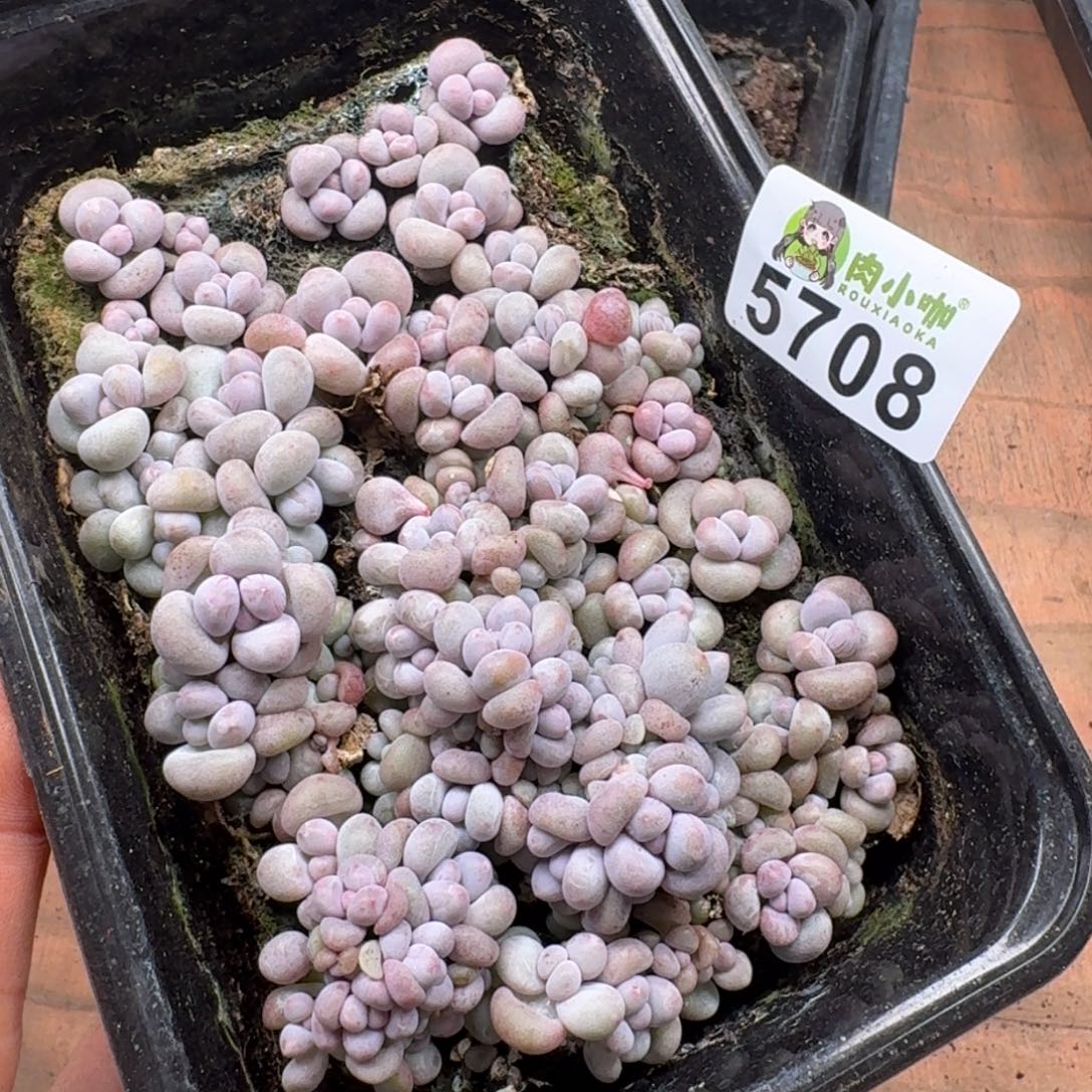 粉***坨多肉植物多肉植物