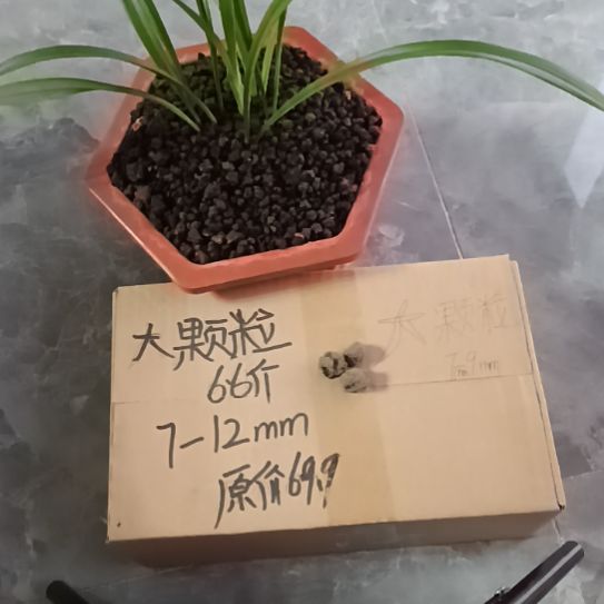 听****兰菌黑山土大颗粒6.6斤