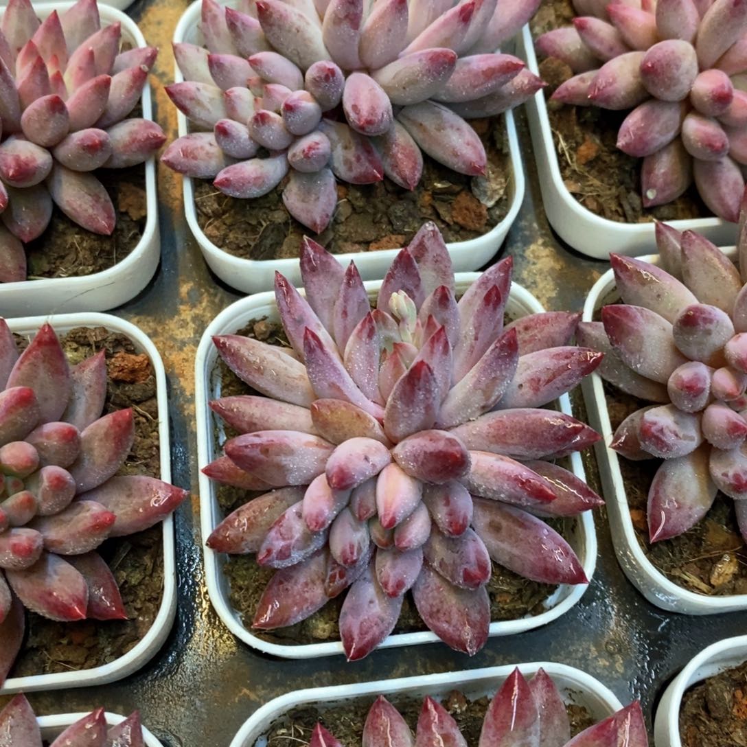 149。金鱼姬。双头。