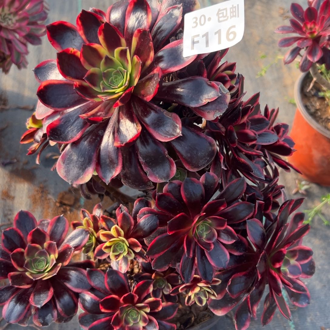 116欧嘉莉多肉法师