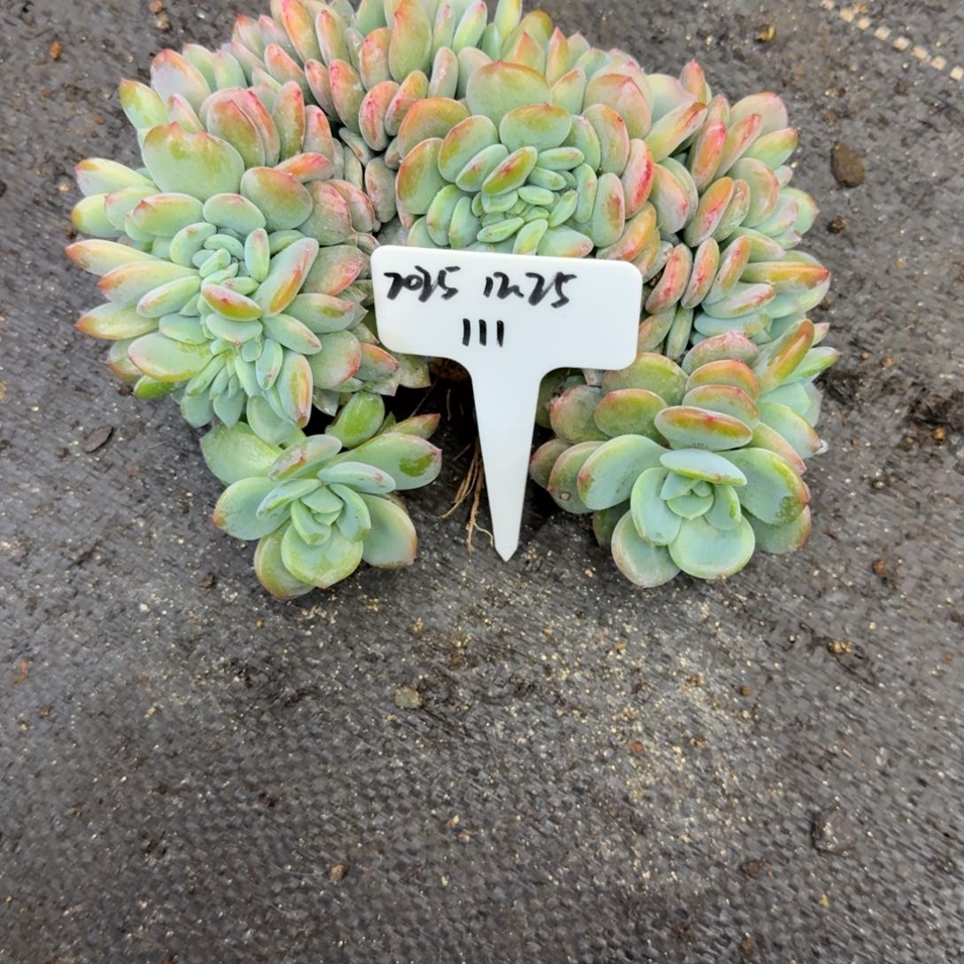 淡***~一物一拍凤橙缀化111