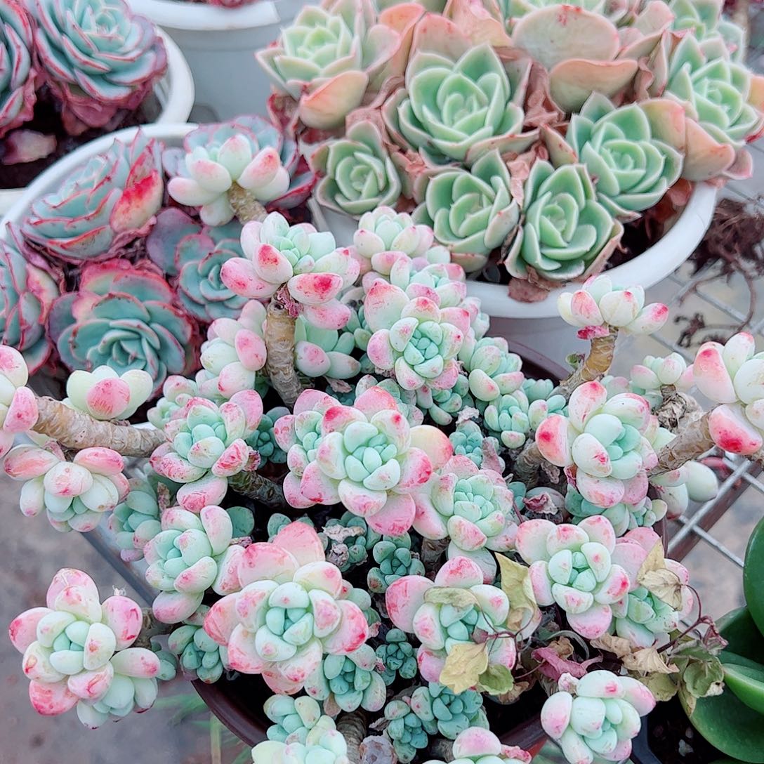 香香劳尔多头群生老桩特价