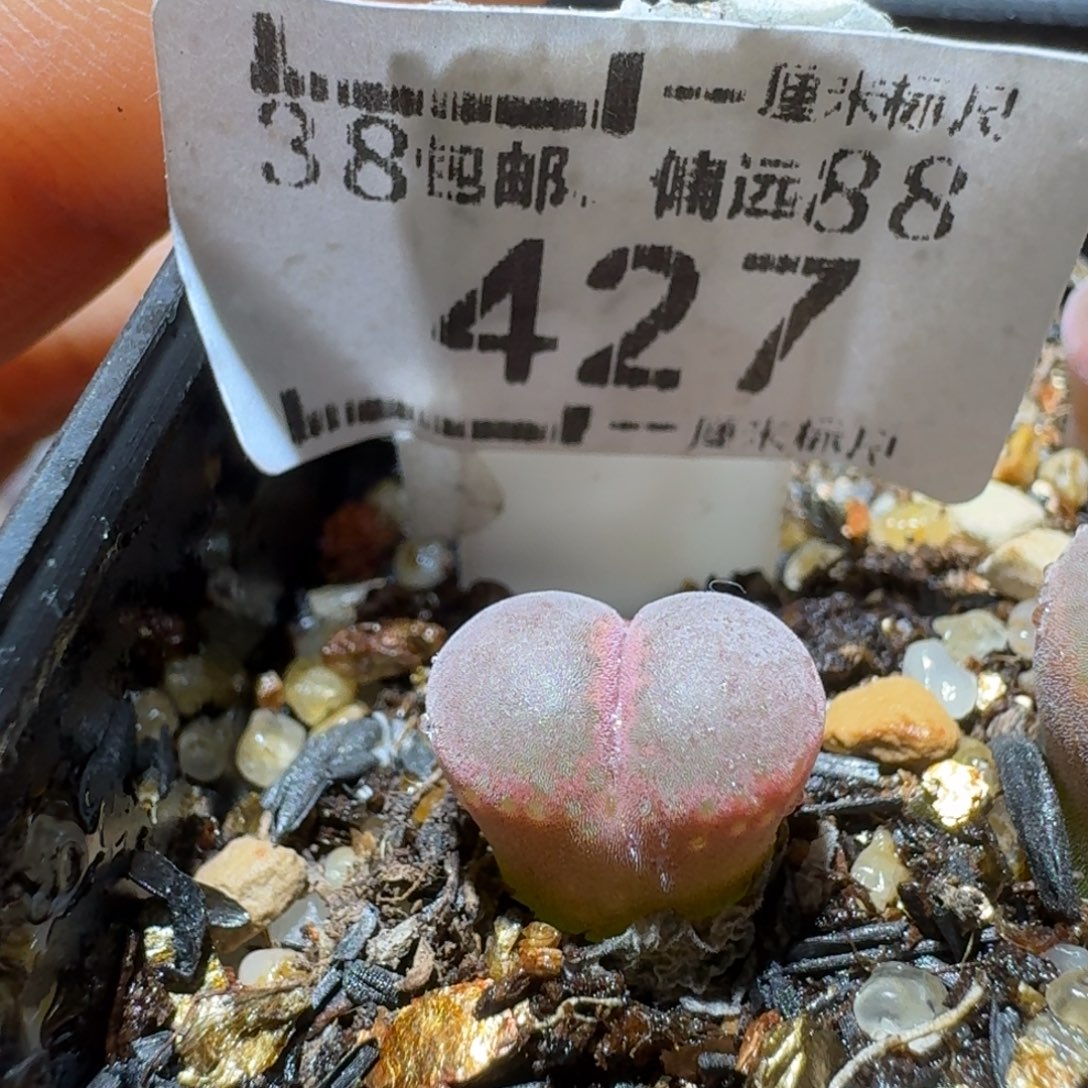 Sss清仓便宜出427流沙