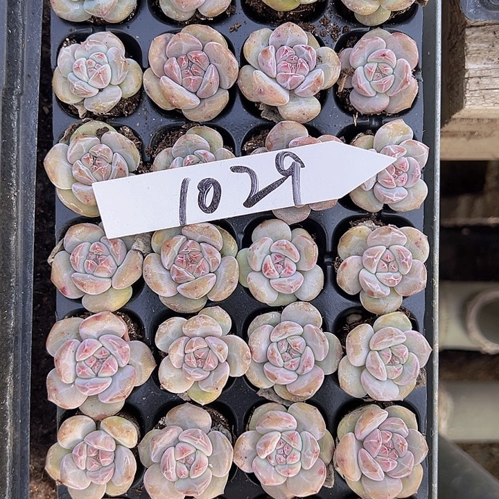 阿***媚1029全单头优选石榴籽