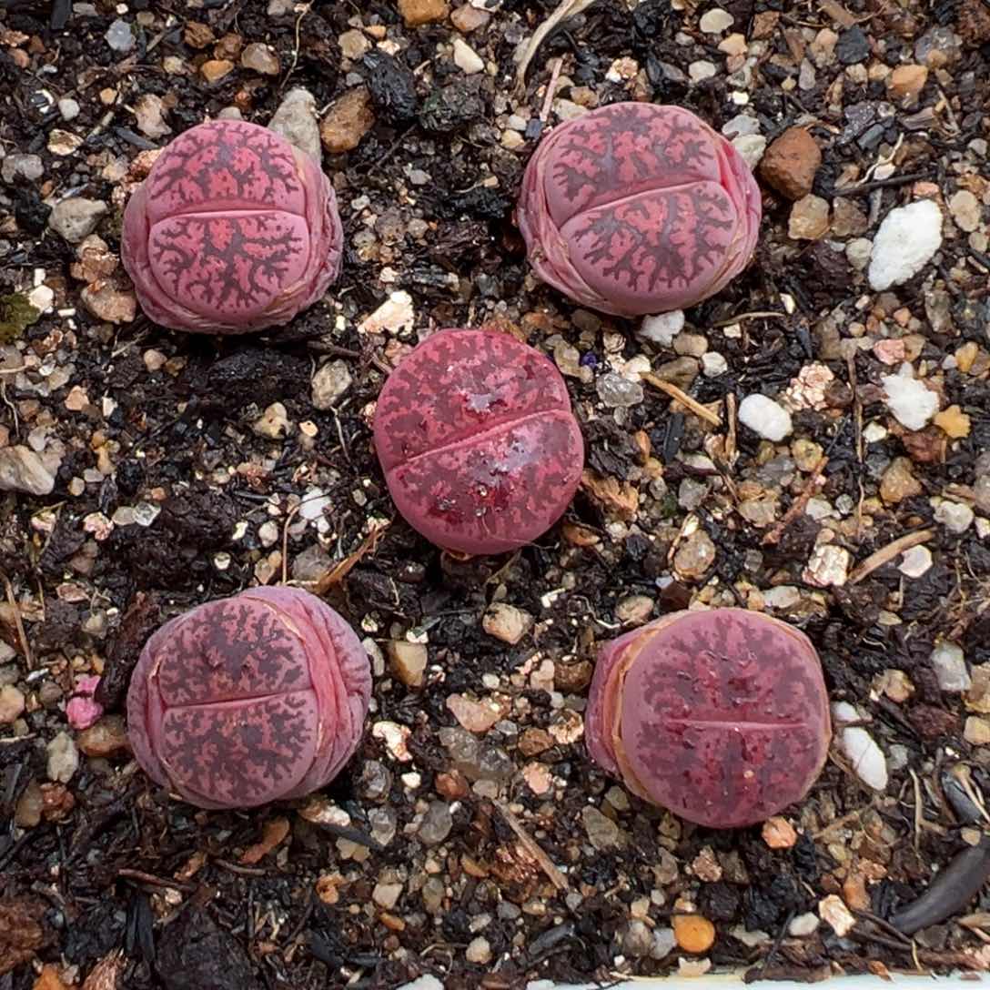 2.14好看的多肉494