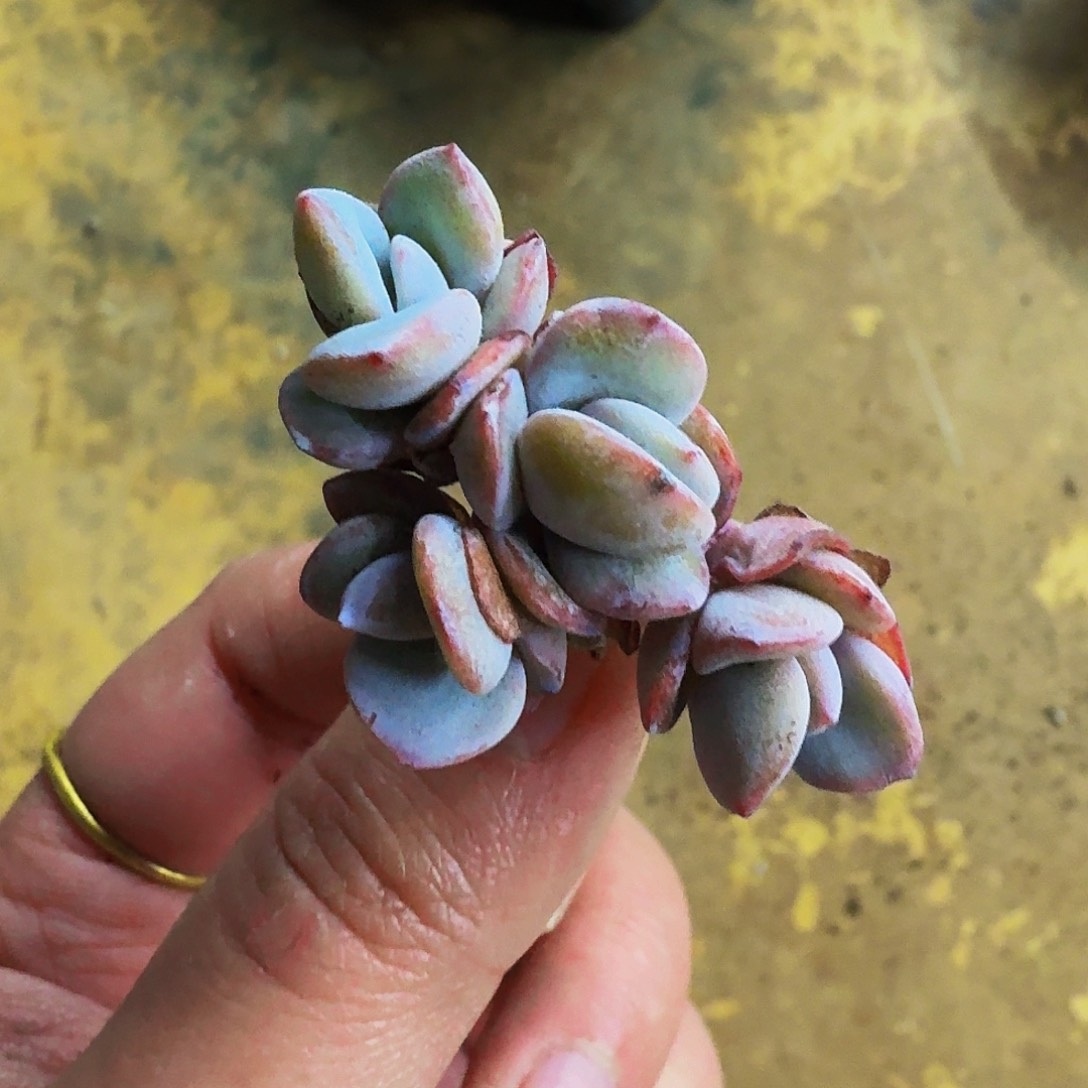 小*瓜哈哈哈哈哈哈哈哈