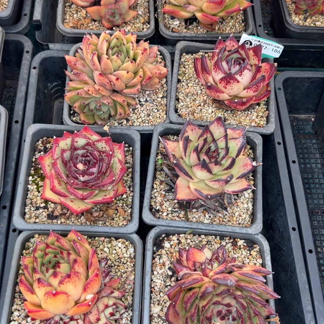 多肉一物一拍，0127-186