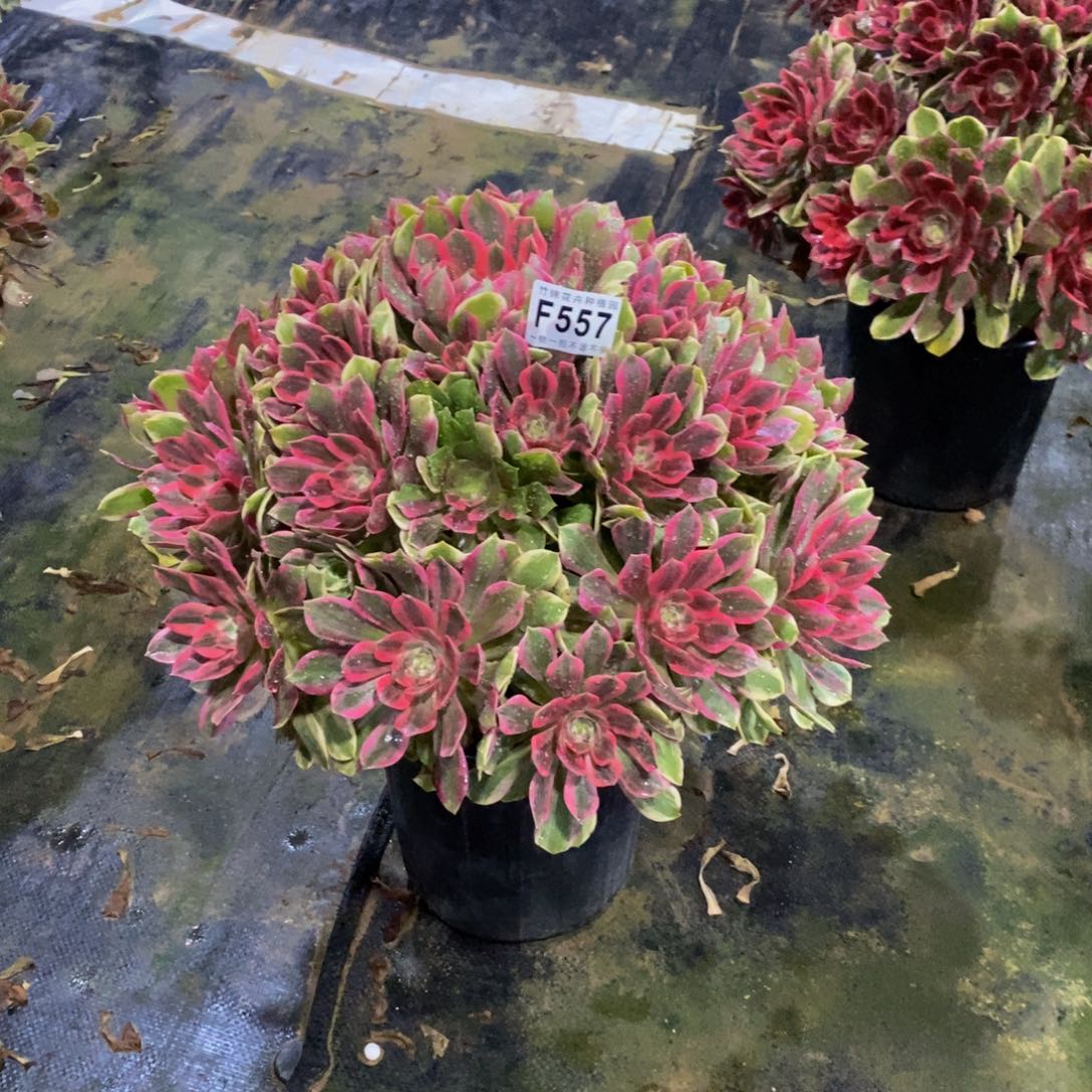 557涣莎法师锦一棵