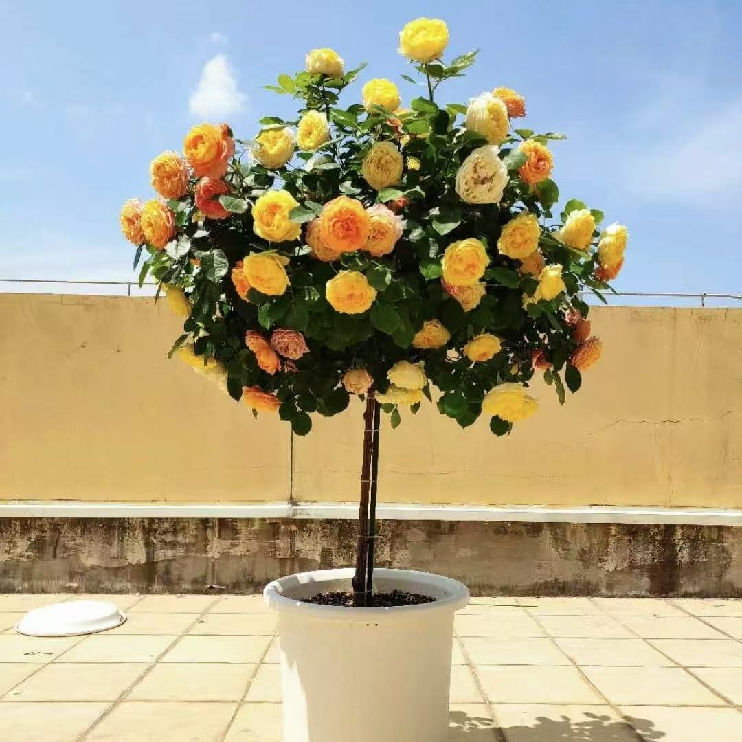 柠檬黄，富贵金丝雀棒棒糖造型月季盆栽庭院阳台种植四季开花