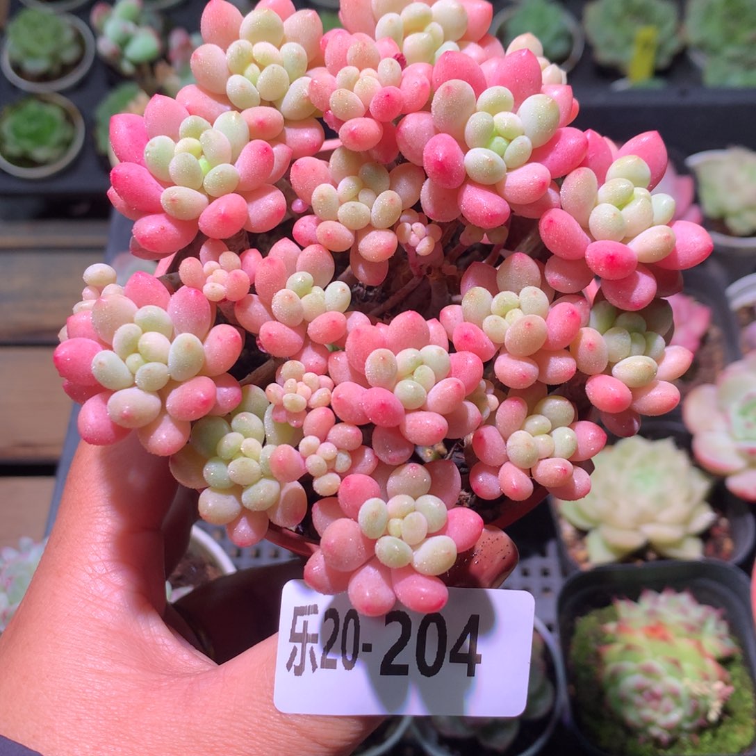 乐然20-204 洛可可 