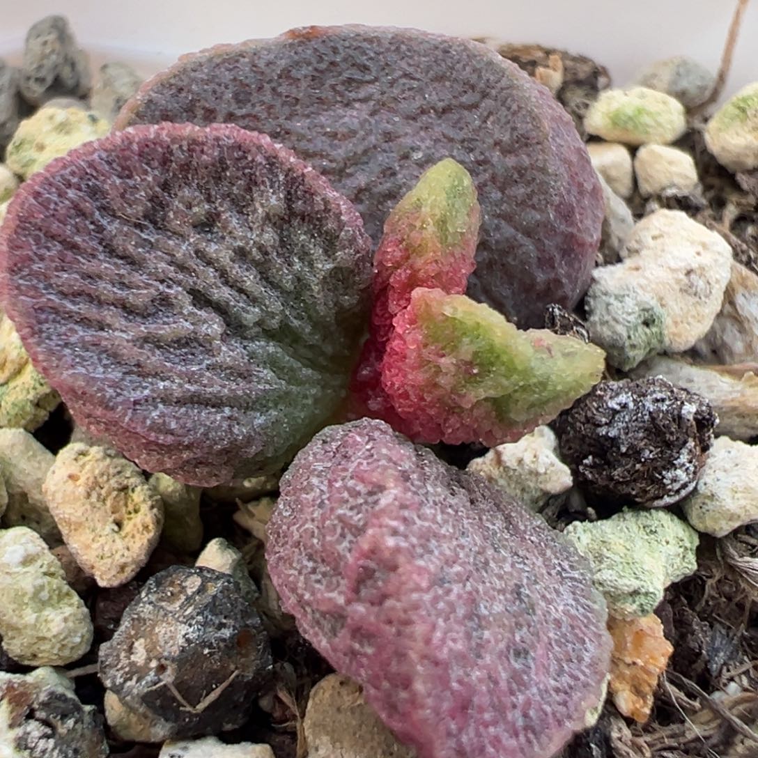 实生新品大苗多肉植物水泡