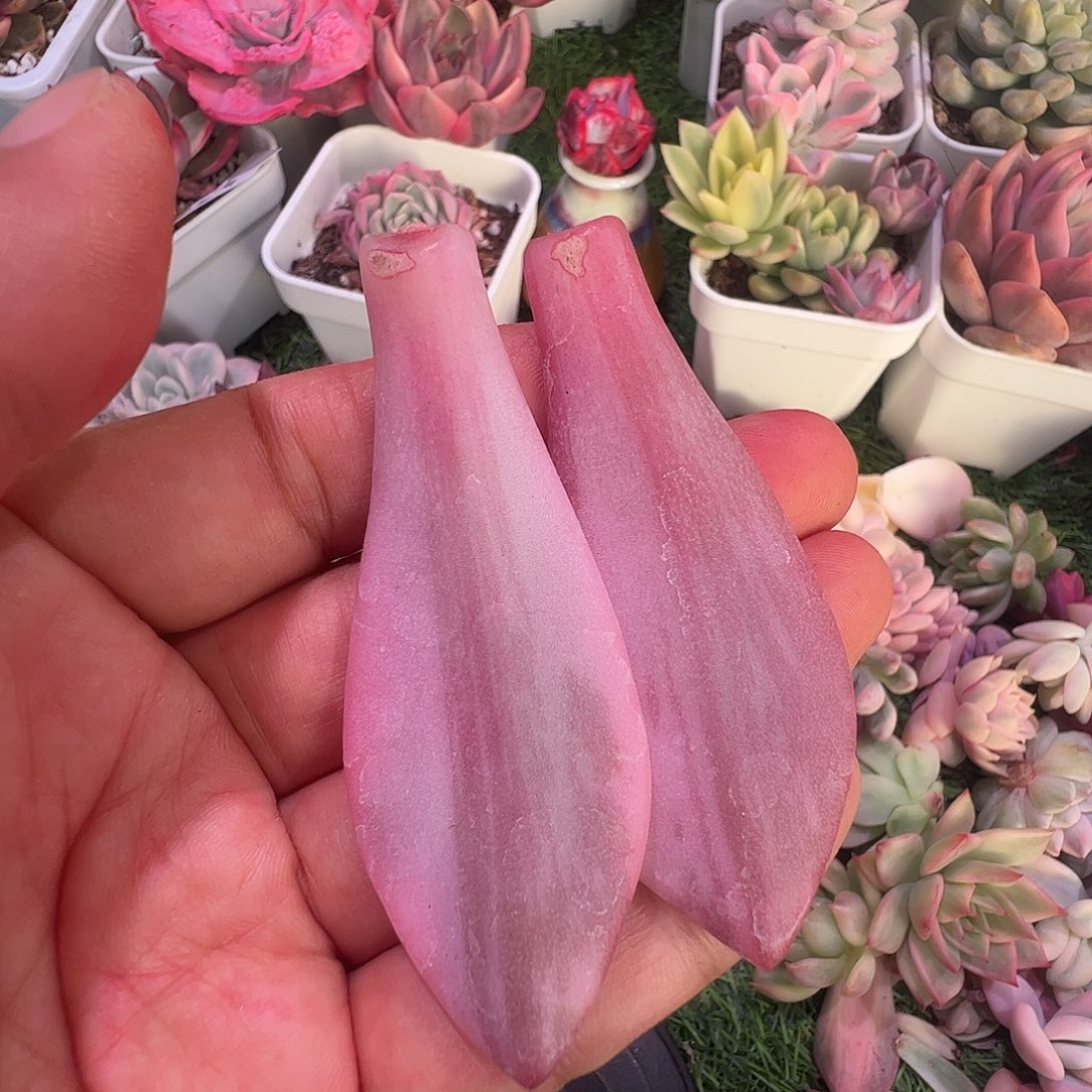 肉***爱多肉植物多肉植物