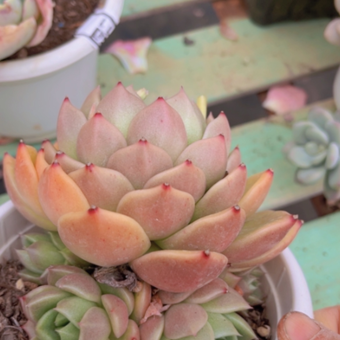 【闪购商品】白玫瑰1650