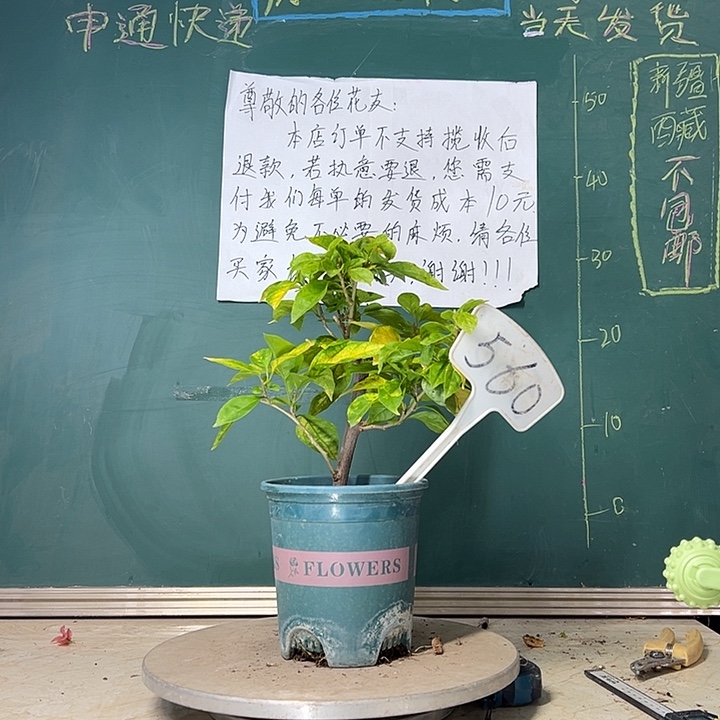 当前无花栽培后可以开花 斑红樱  560