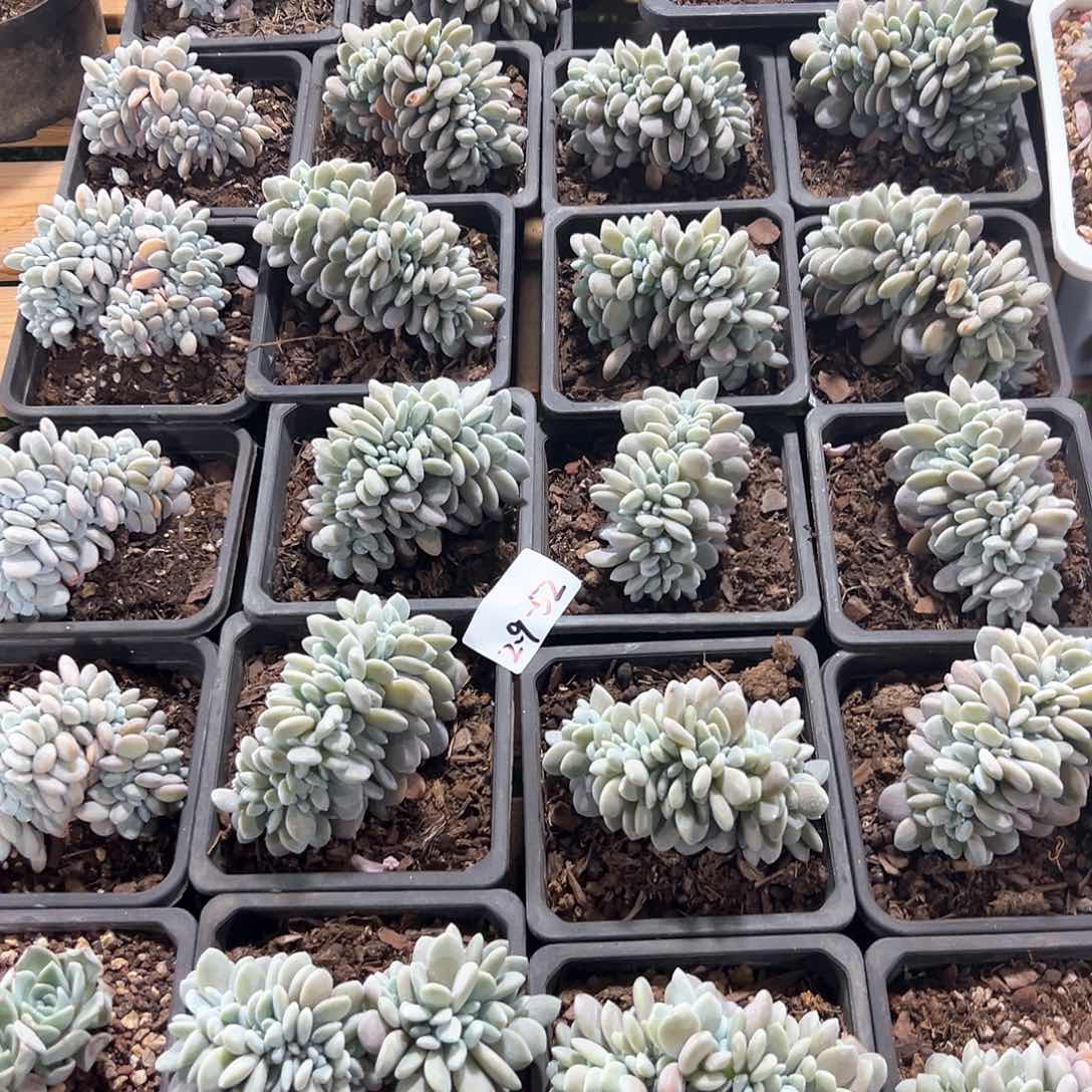 2.9-52粉兔缀化多肉