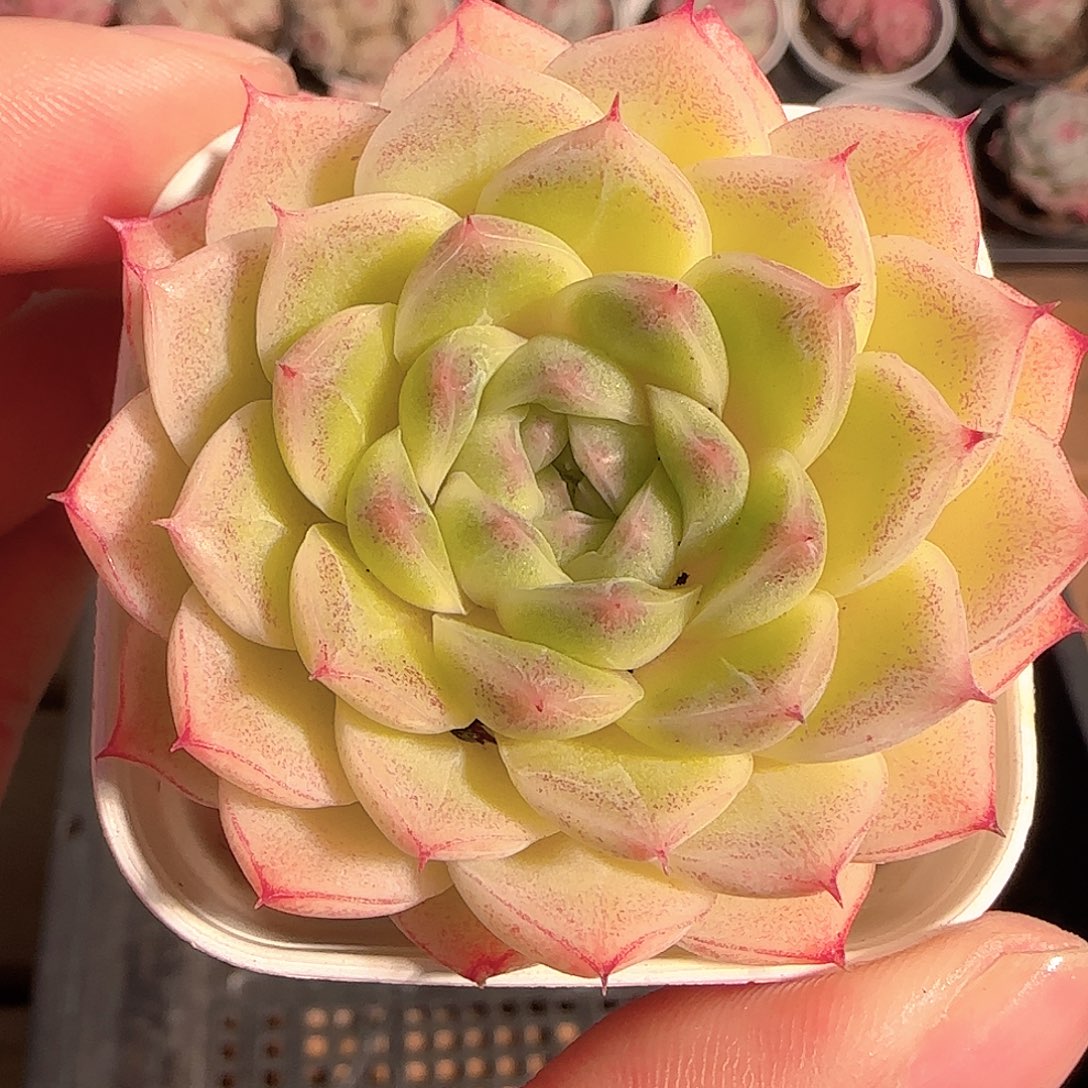 多肉1206-51云台麦秆