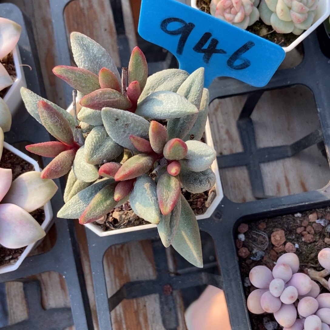 946水泡多肉植物多肉