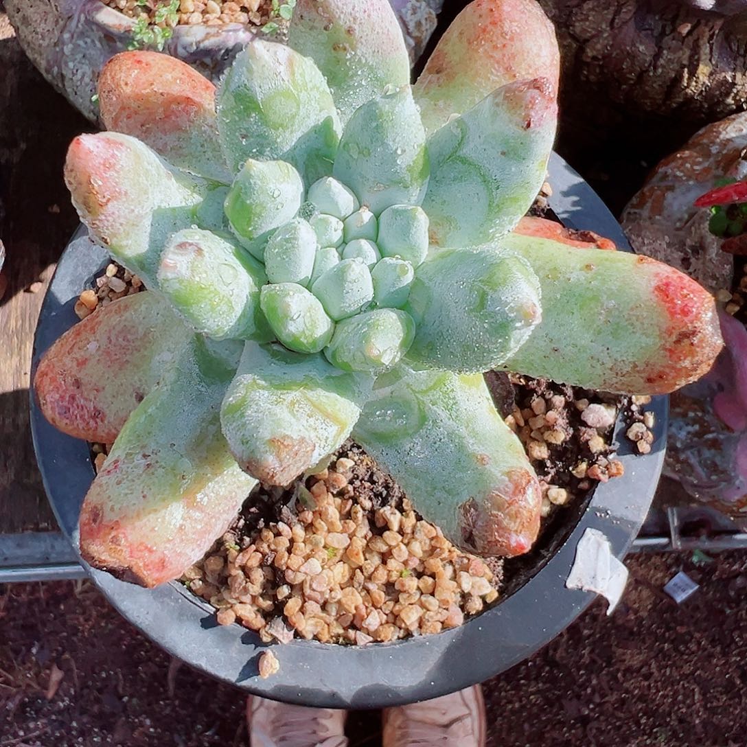 8066拇指仙女杯多肉