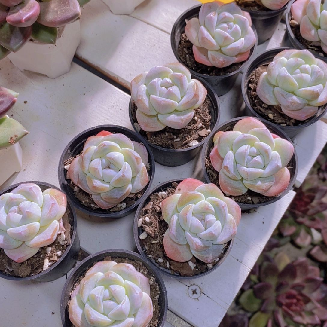 1115-18-精品白底珍妮冰玉单头买一送一