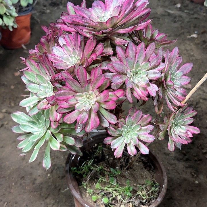 多肉植物法师雪姬31