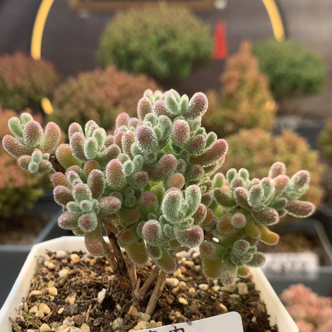 c347冰晶枝干番杏