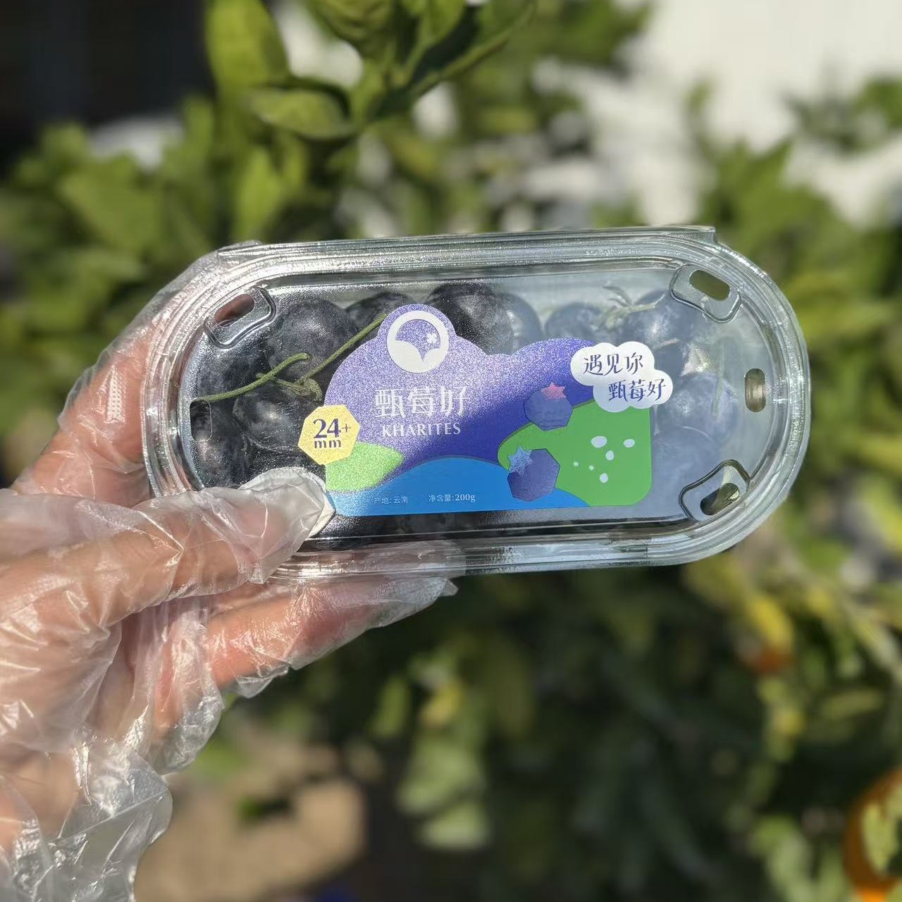 甄莓好蓝莓1盒（200克，24+大果）