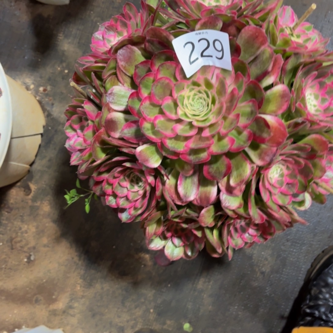 哈哈多肉葡萄福利229