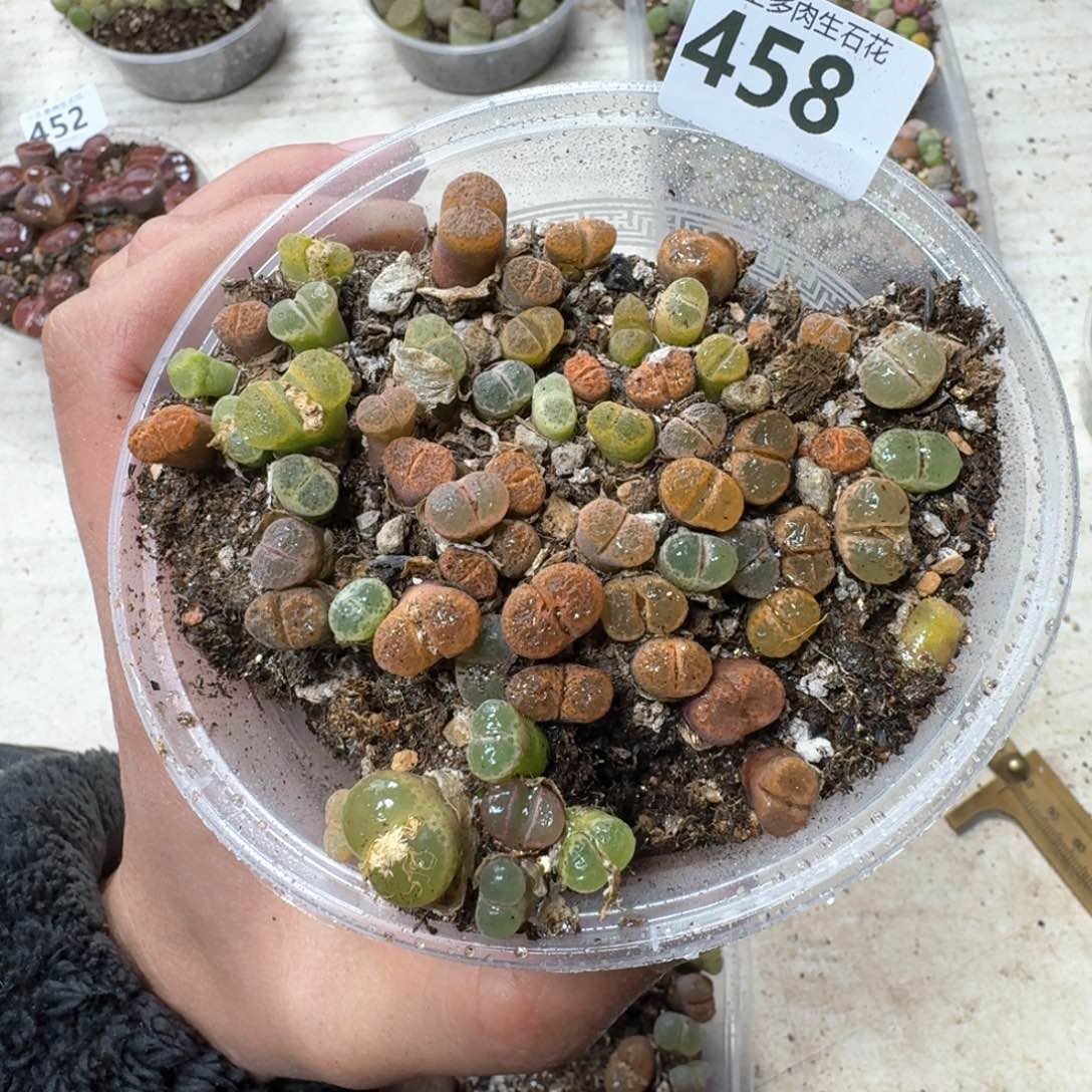458。风铃一盒。多肉植物