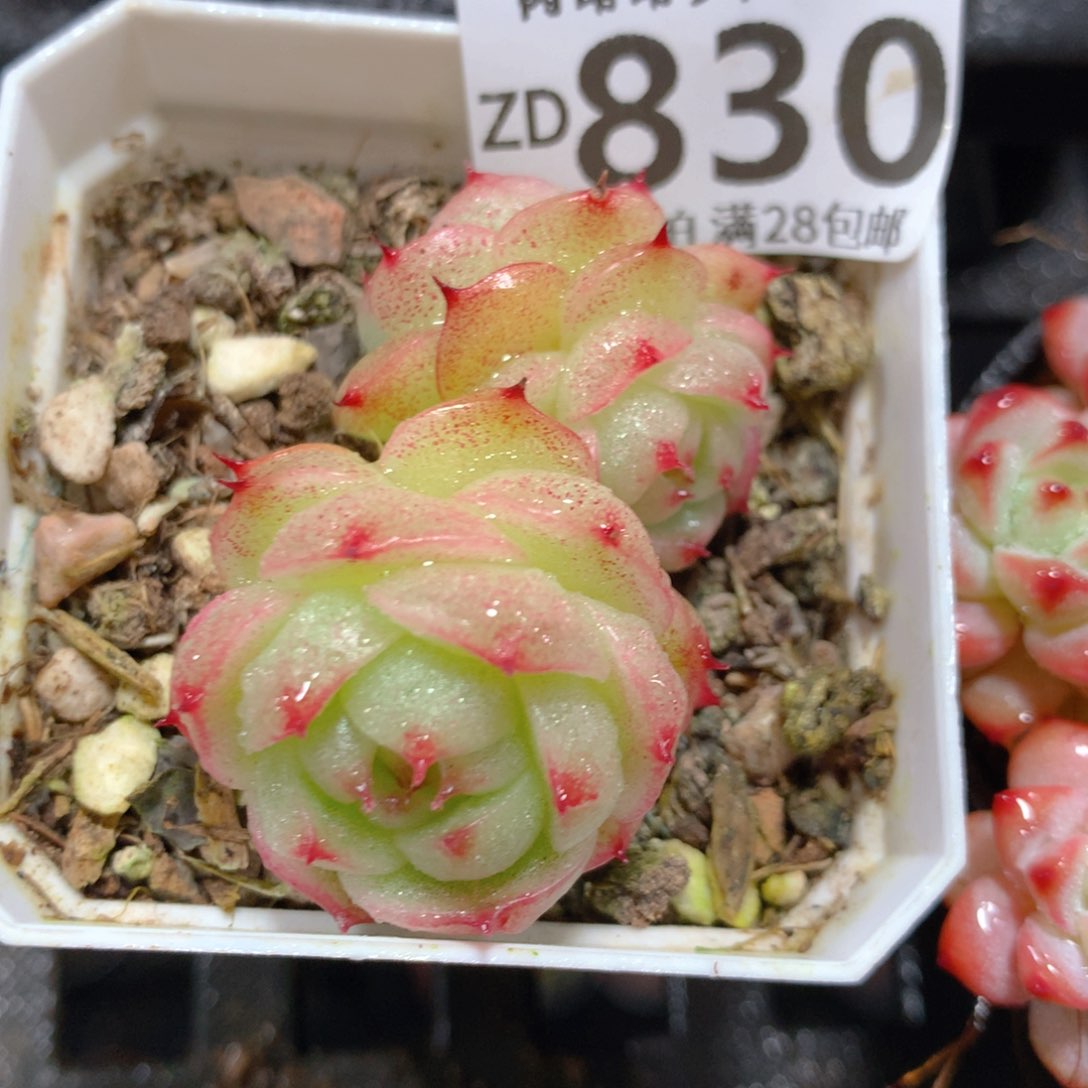 5CM拇指盆精控多肉ZD830