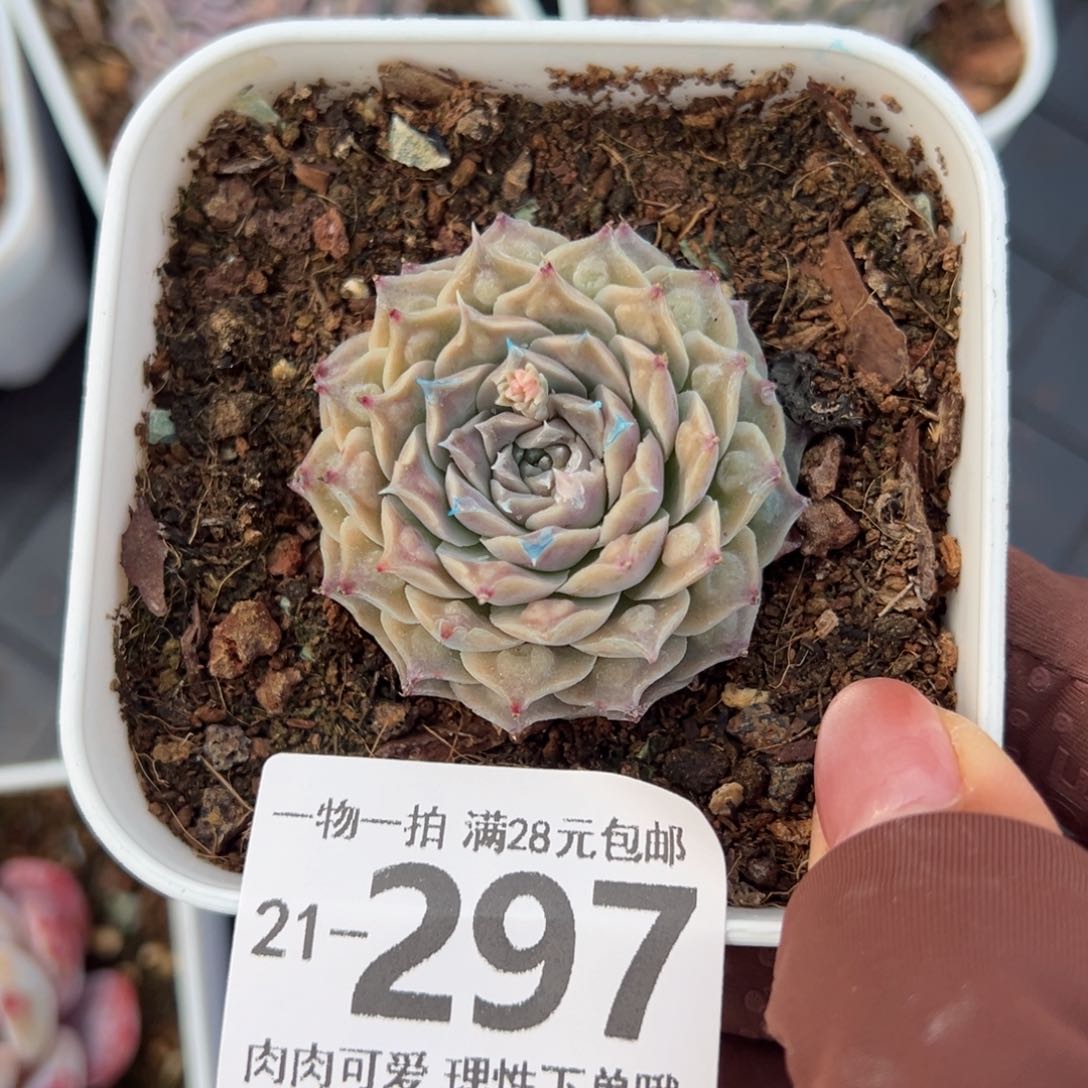 留财多肉多肉多肉多肉