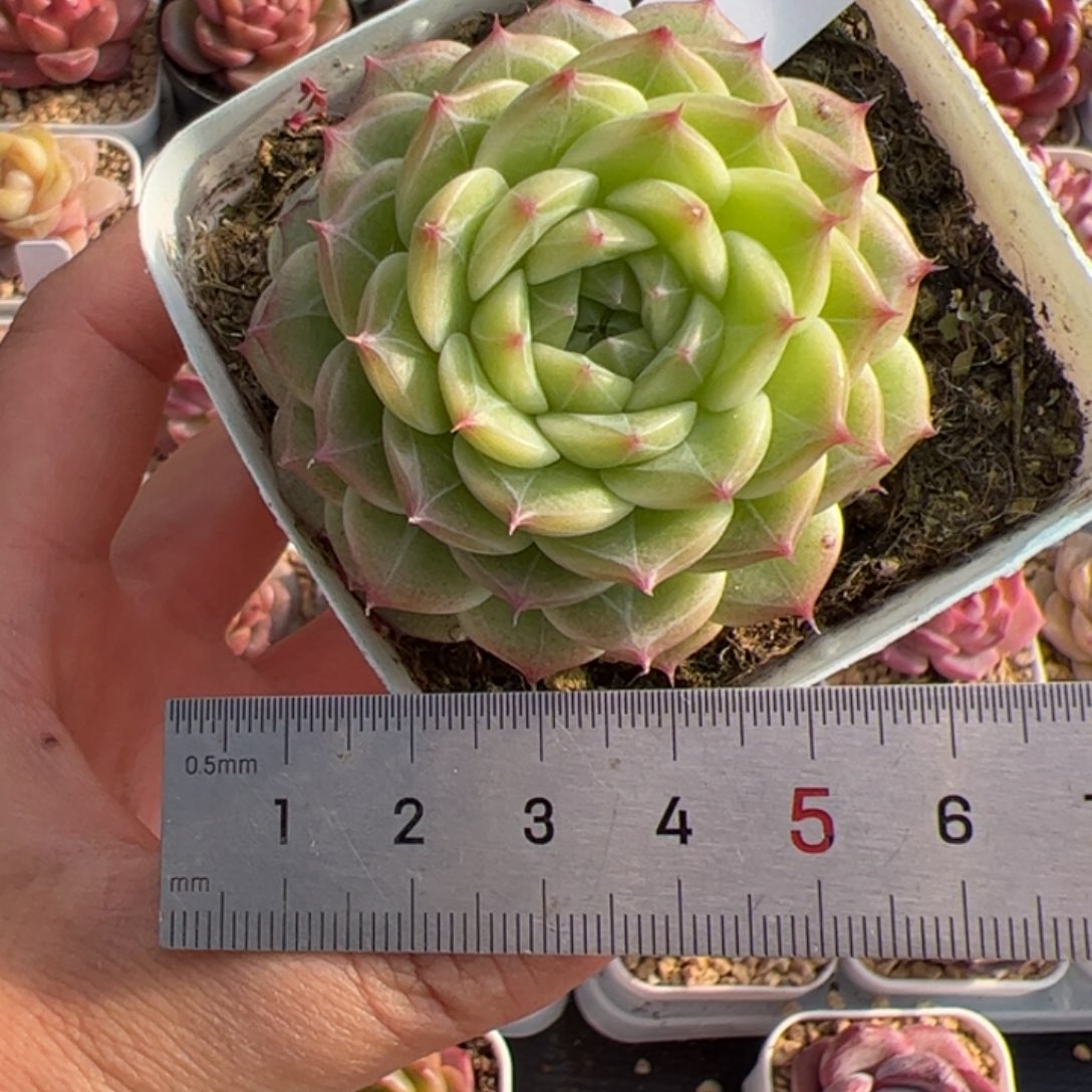 请****苏211 多肉植物组合盆栽