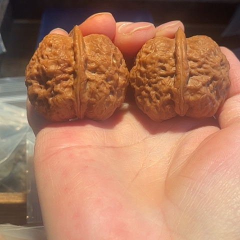 文玩核桃把件独孤蟾带彩41坑里有白