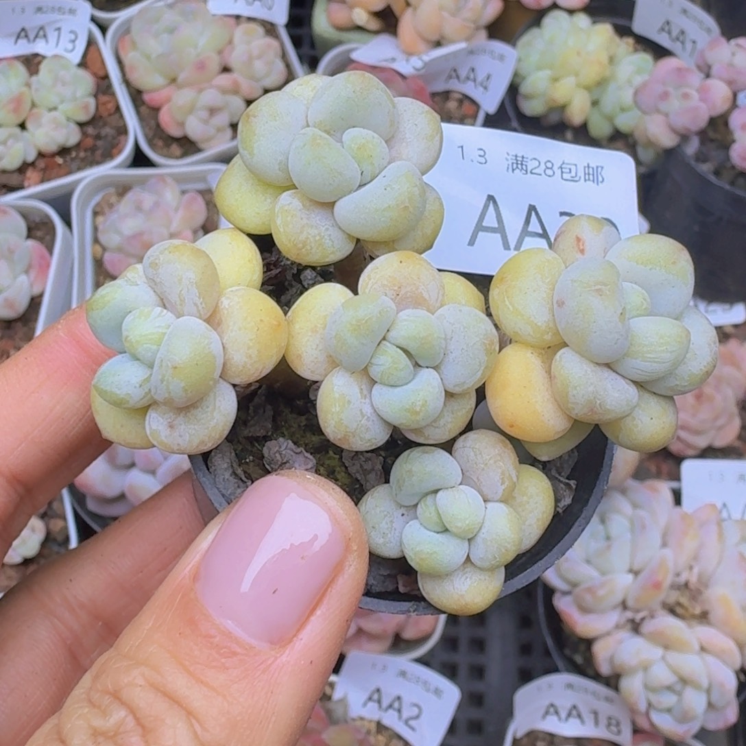 泡泡糖老桩一颗带盆发
