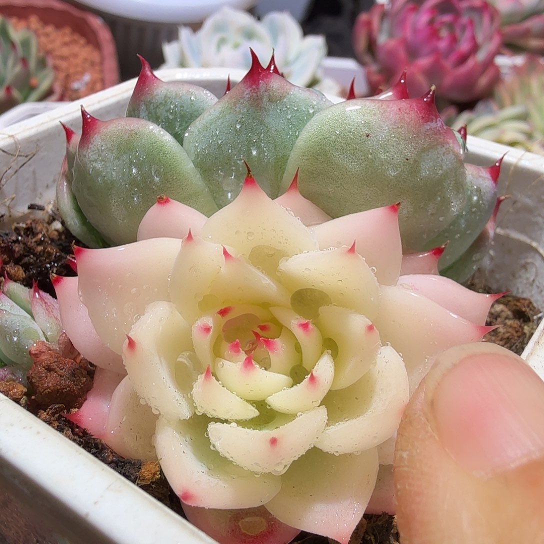 吉娃娃锦阴阳多肉植物