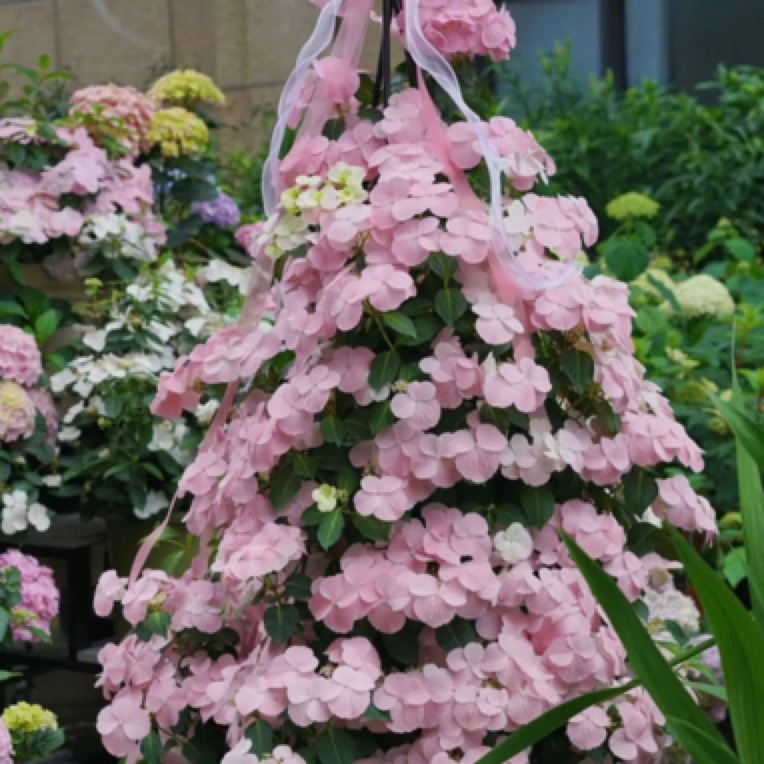 【落跑新娘】露天苗可爬藤带花芽原盆原土发货带花苞