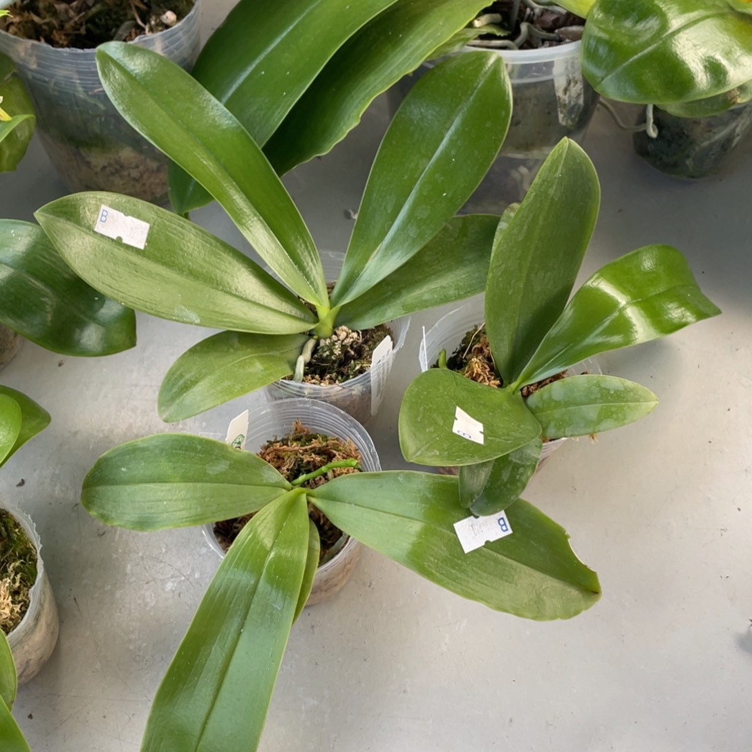 当前无花栽培后可以开花gv路德，苗一颗（优先发抽梗）