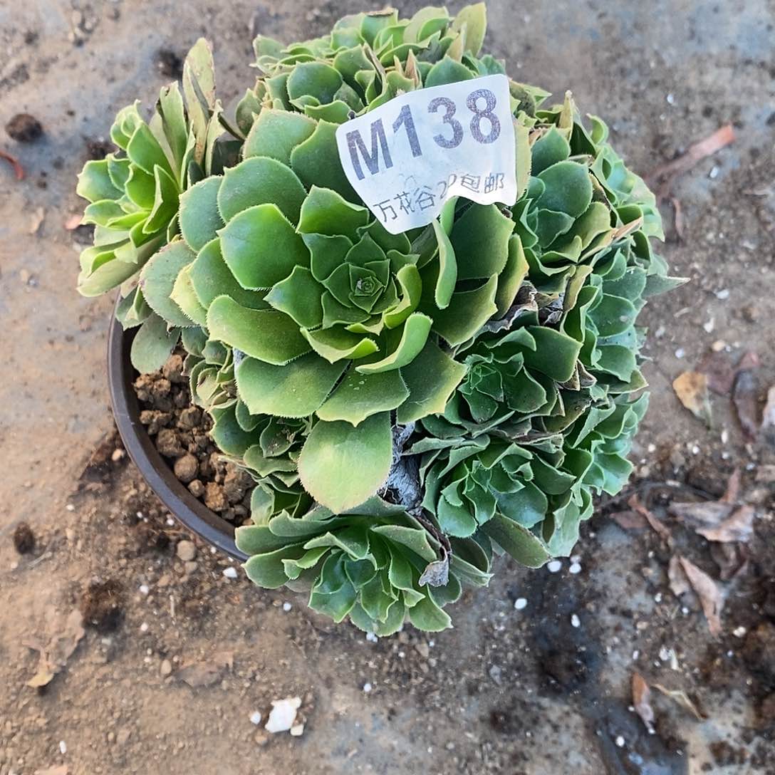 138绿羊绒多肉植物