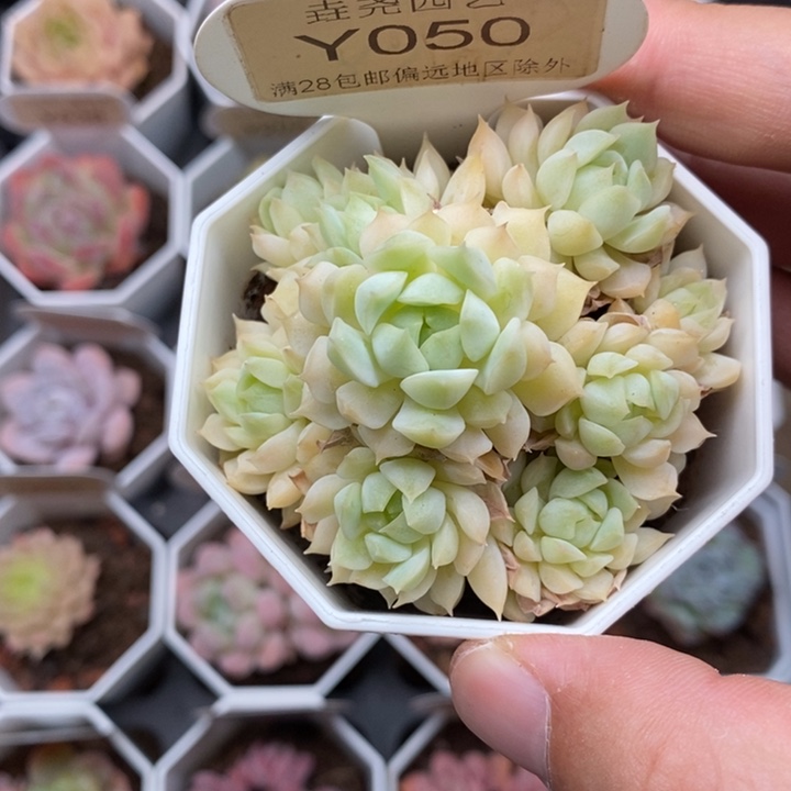 0050 小乔 群 6cm