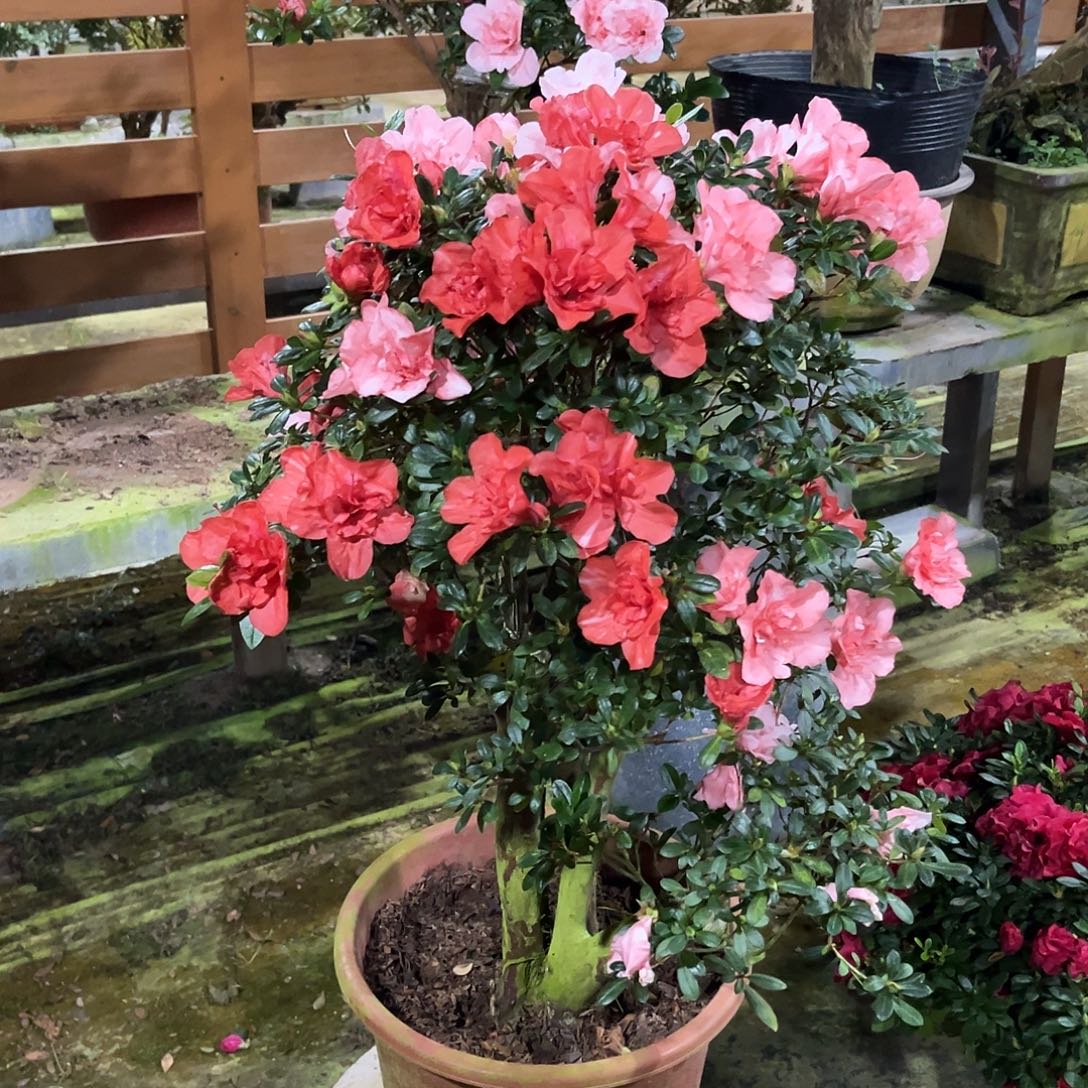 少量花朵（建议范围：2朵-5朵 或40%以下）杜鹃盆景，杜鹃老桩