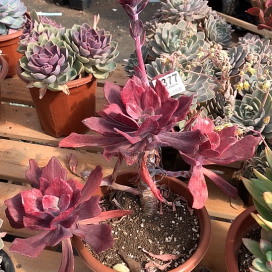 钻石锦377 退款拉黑 需延迟发货