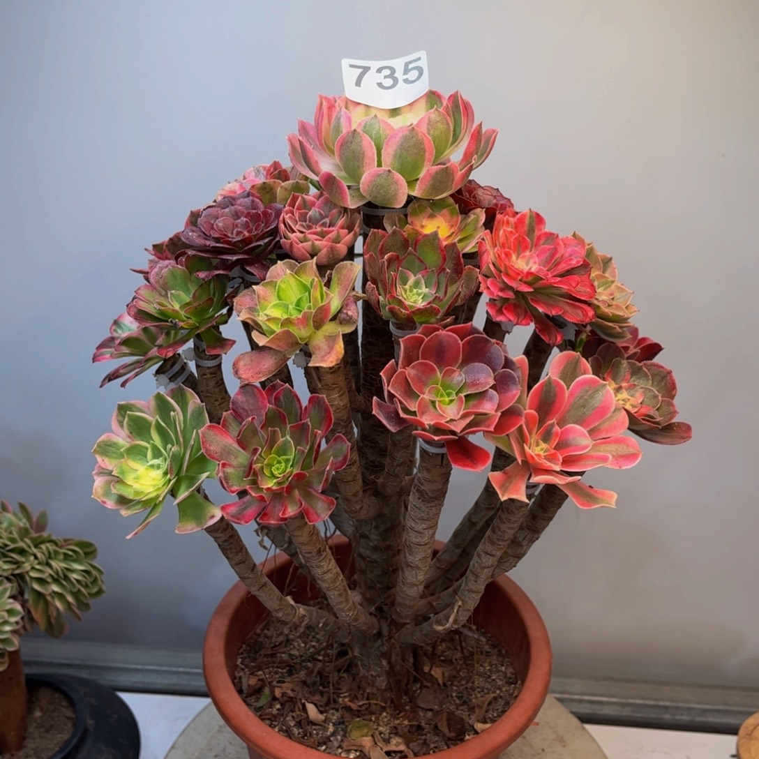 多肉植物法师嫁接735