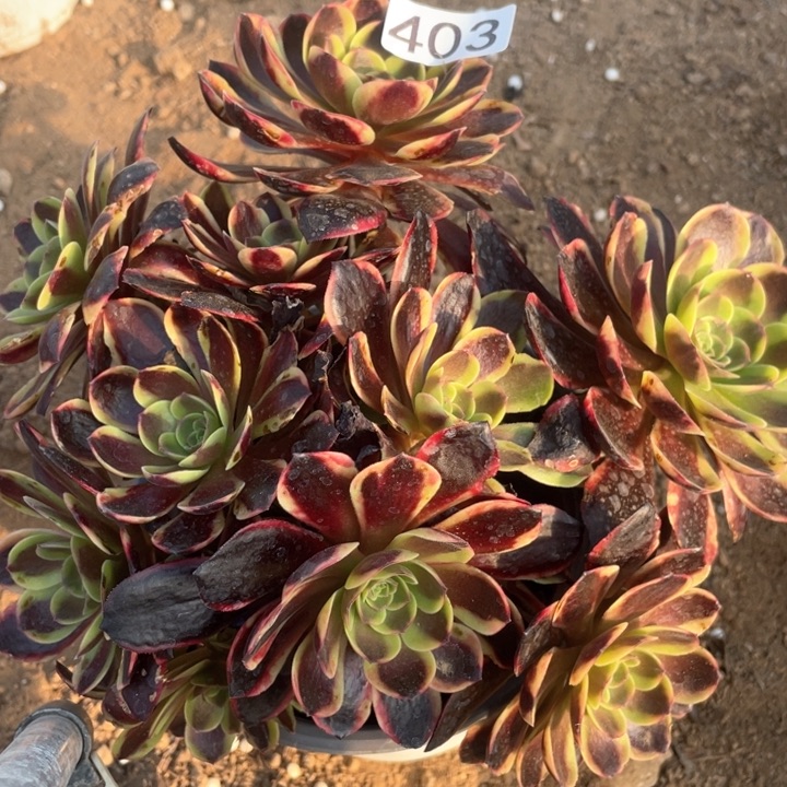 403多肉植物欧嘉莉