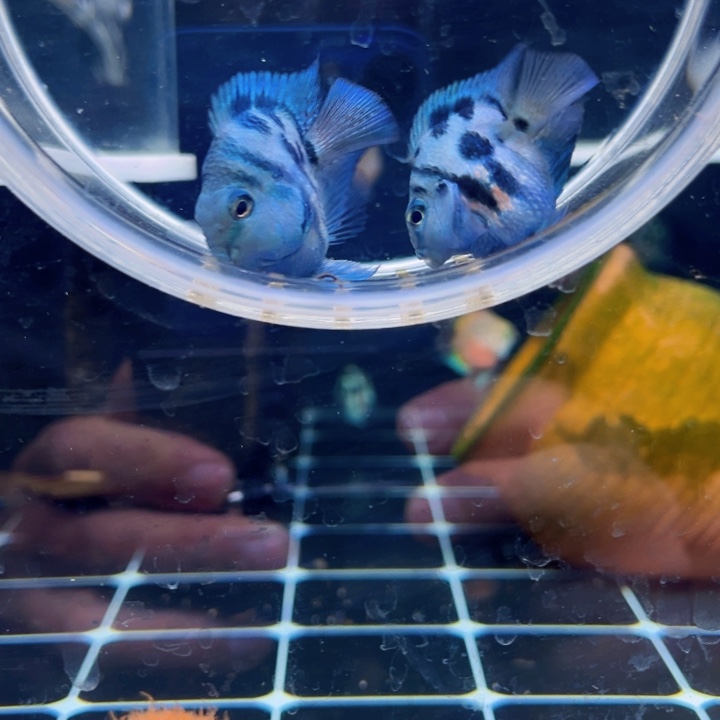 鹦鹉鱼嘟嘟嘴双下巴宝蓝亚成