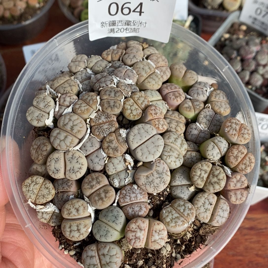 感谢您的光临，0064