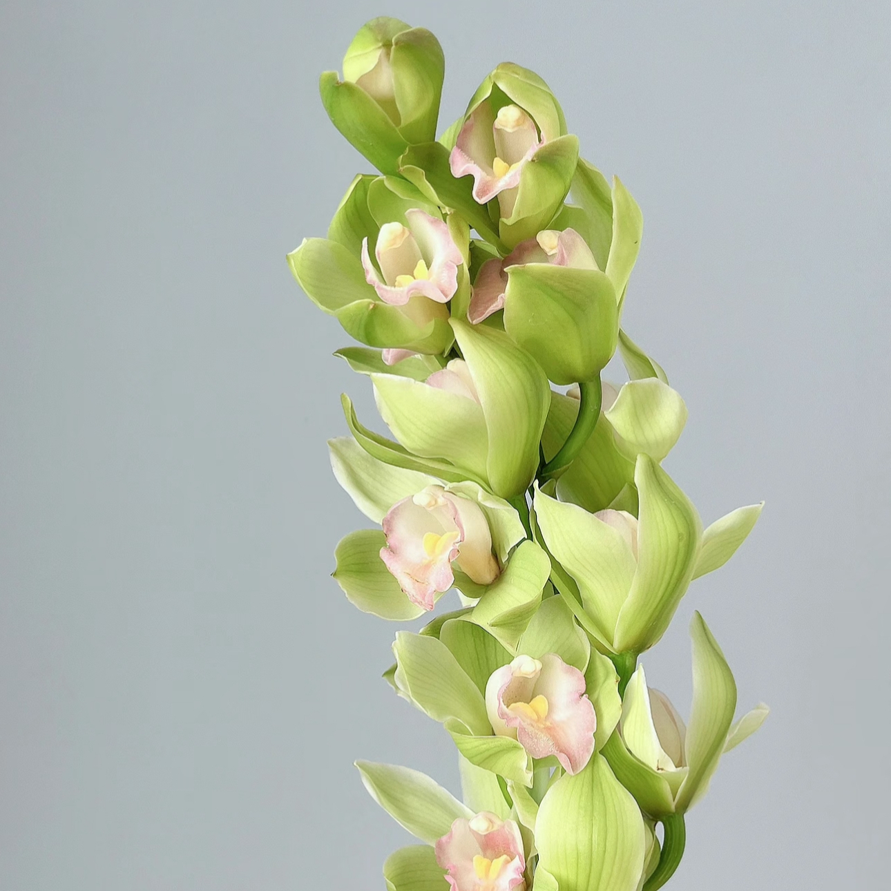 【年宵花碧玉大花蕙兰】花期长耐养活云南基地新鲜采摘发货