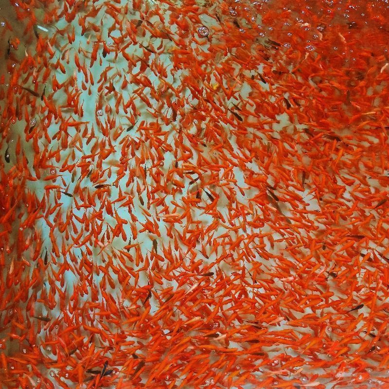 观赏鱼草金鱼苗养不死金鱼小鱼活鱼小宠物好养耐活养不死的小金鱼