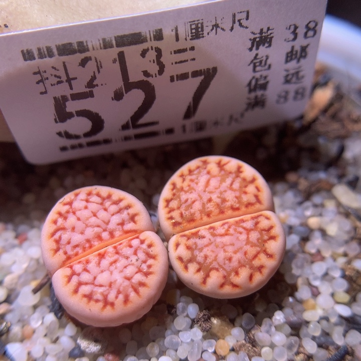 精品生石花213.527