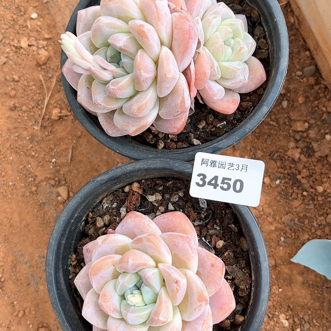 阿雅园艺。    3450