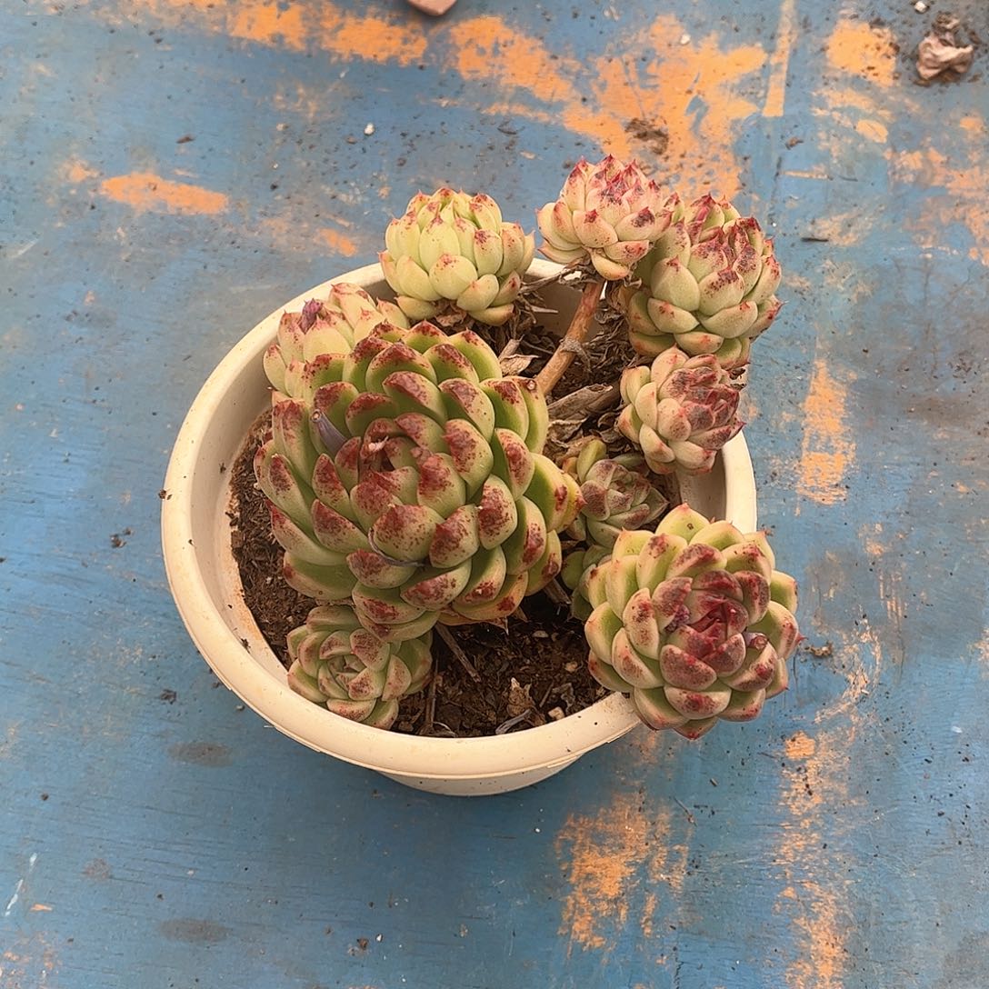 E**R水晶多肉植物1